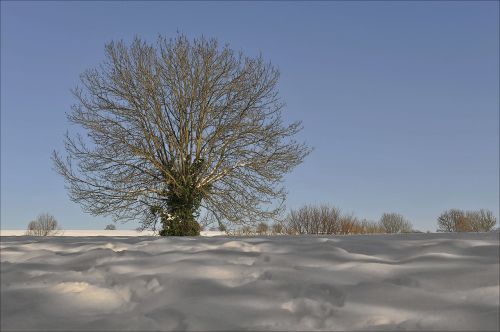 winter tree outddor