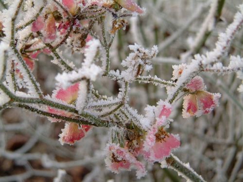 winter frost plant