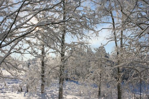 winter tree snow