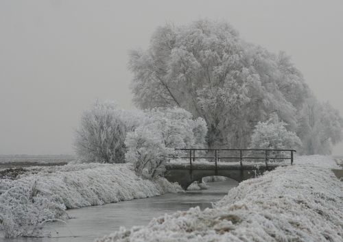 winter tree frozen