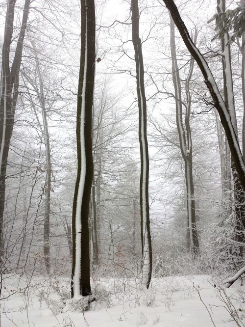 winter tree forest