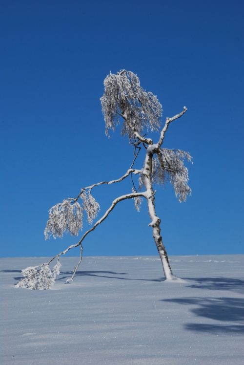 winter snow landscape