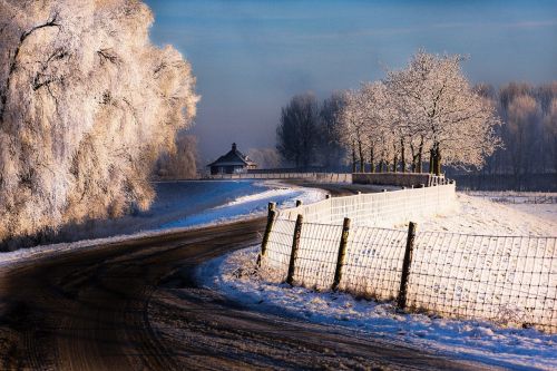 winter landscape trees