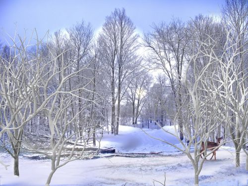 winter snow roe deer