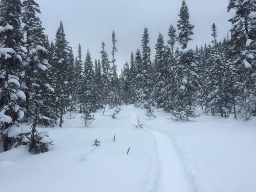 winter ski trees