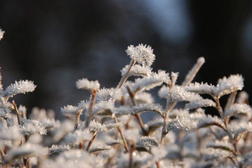 winter frost freeze