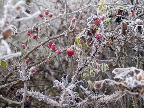 winter wild rose hard rime