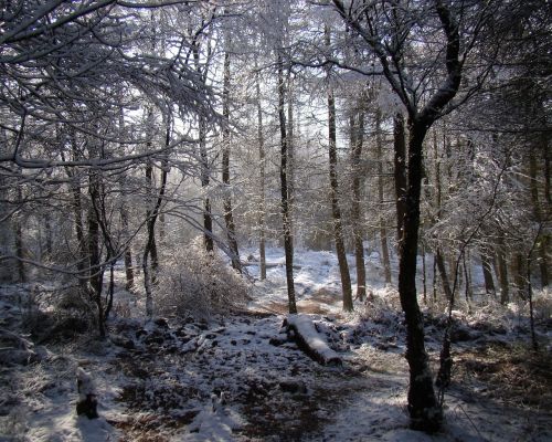 winter scene woodland