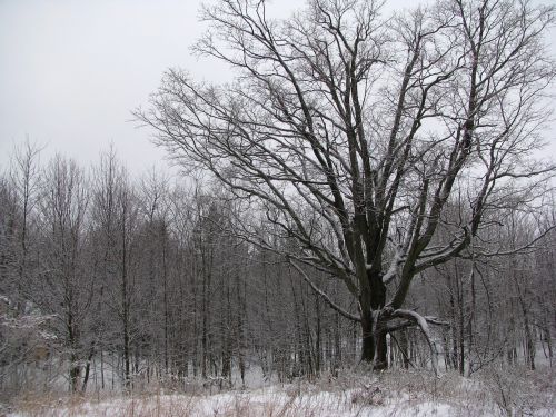 winter tree forest