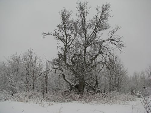 winter tree forest