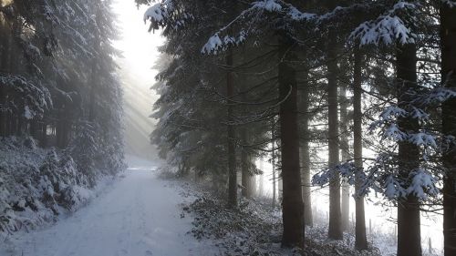 winter landscape light