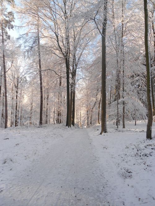 winter forest snow