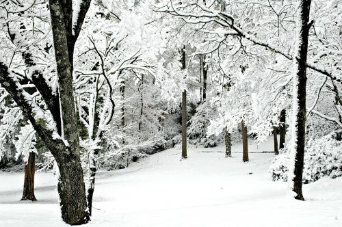 winter snow trees