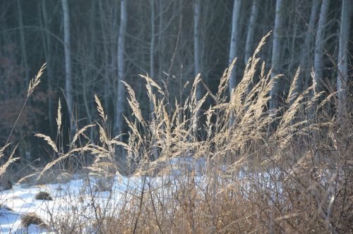 winter grass frost