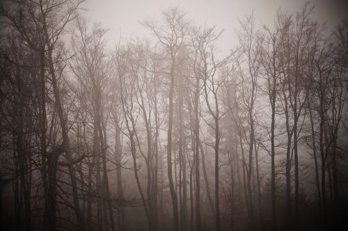 winter fog trees