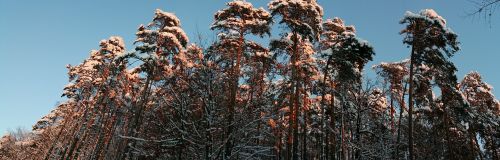pine winter romantic