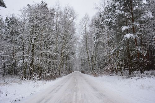 winter forest snow