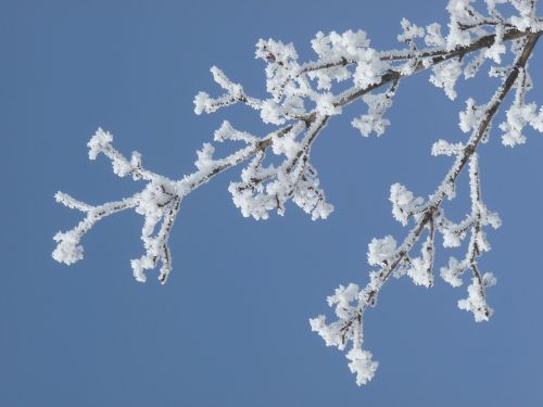 winter frost branch