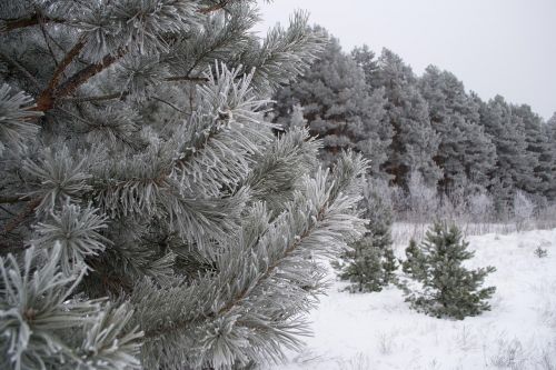 winter nature landscape