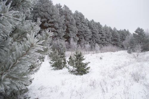 winter nature landscape