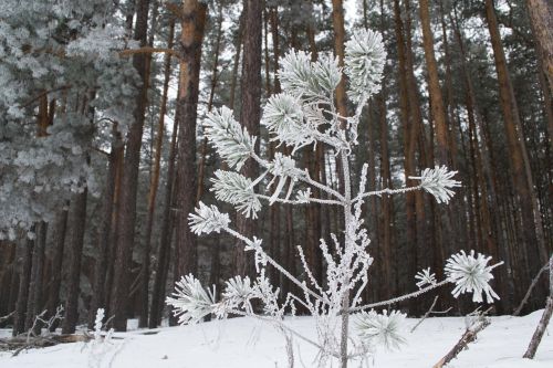 winter nature landscape