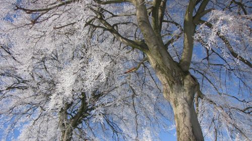 winter tree frost