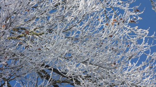 winter tree frost