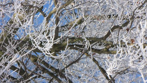 winter tree frost