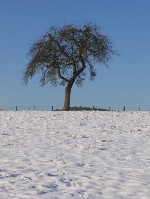 winter field tree