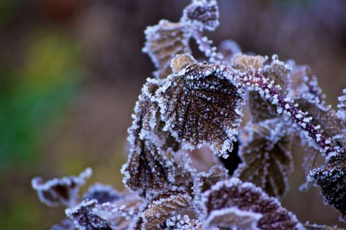 winter wood flowers