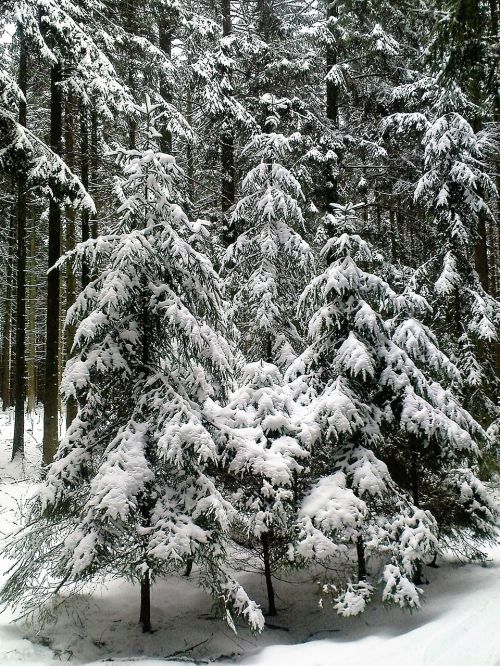 winter fir forest snow