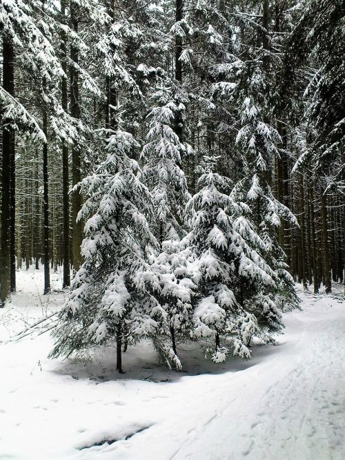 winter fir forest wintry