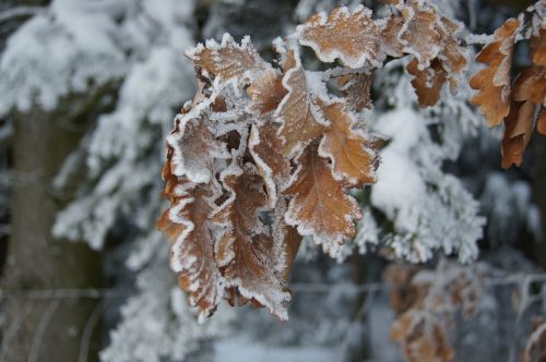 winter hoarfrost snow