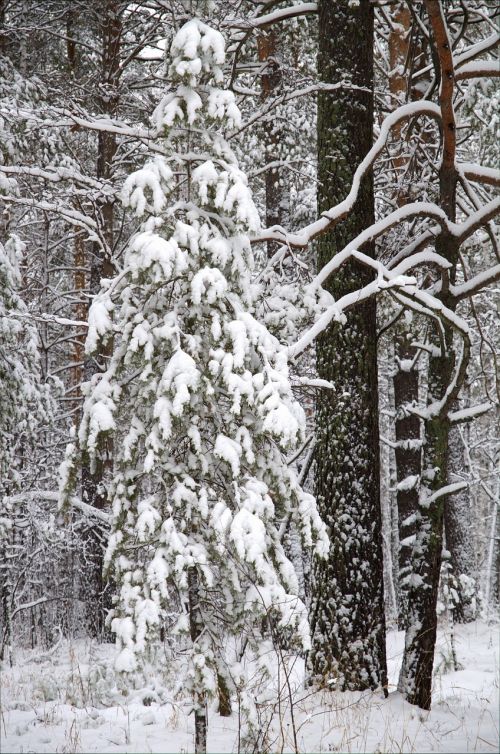 winter forest snow