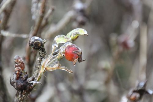 winter ice icicle