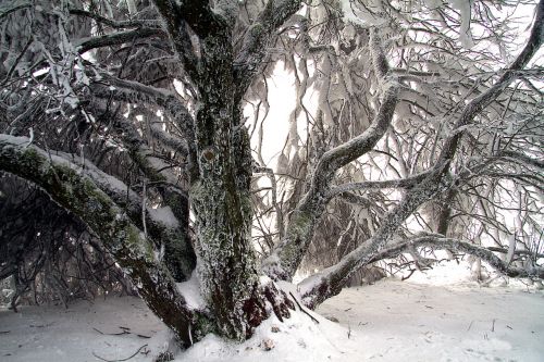 winter snow wintry