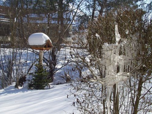 winter aviary snow