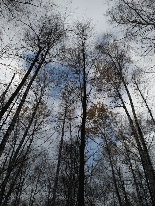 winter trees garden