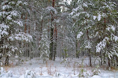 winter forest snow