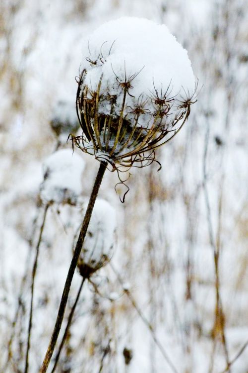 winter frost cold