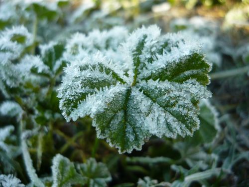 winter snow green