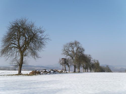 winter mood trees