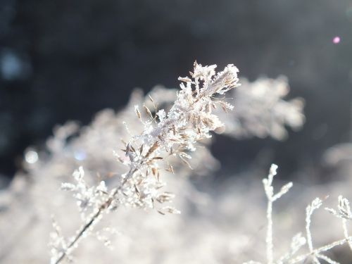 winter frost ice