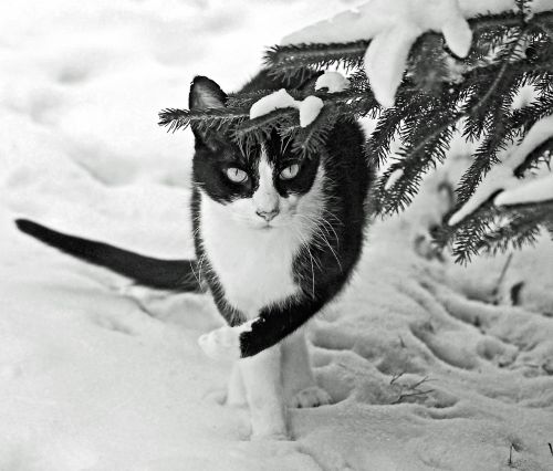 winter snow cat