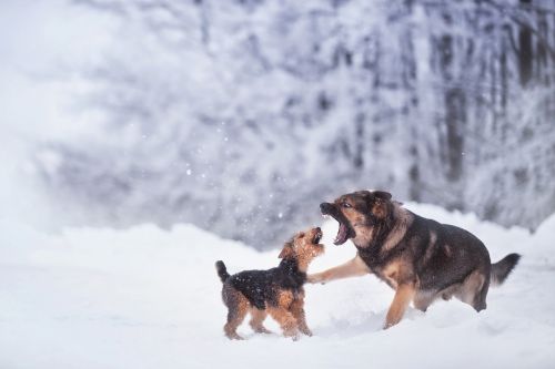 winter dog snow