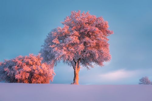 winter snow frost