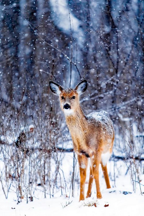 winter snow deer
