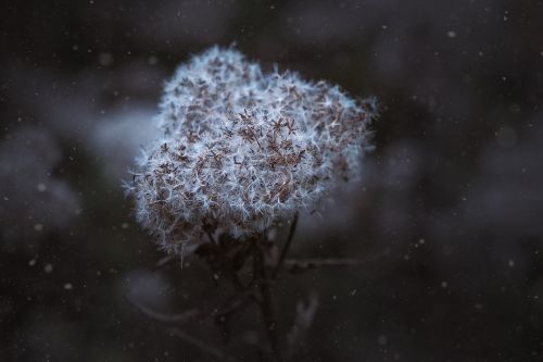 winter seeds flying seeds
