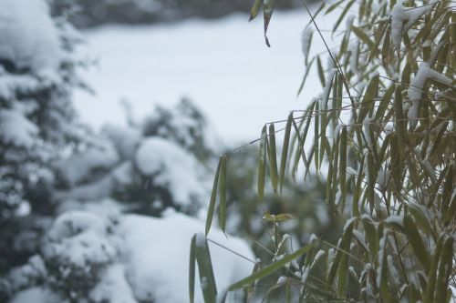 winter snow bamboo in the snow