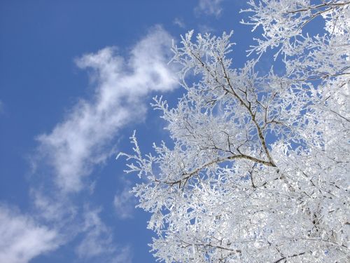 winter birch tree